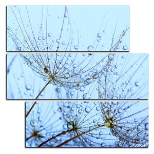 Obraz na plátně - Pampelišková semínka s kapkami vody - čtverec 3202D (75x75 cm)