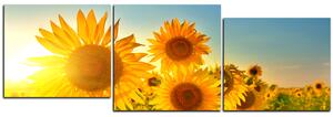 Obraz na plátně - Slunečnice v létě - panoráma 5145E (90x30 cm)