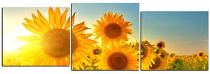 Obraz na plátně - Slunečnice v létě - panoráma 5145D (90x30 cm)