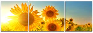 Obraz na plátně - Slunečnice v létě - panoráma 5145C (150x50 cm)