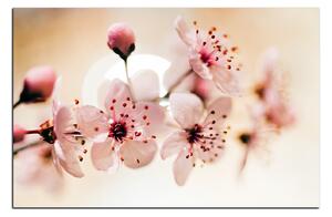 Obraz na plátně - Malé květy na větvi 1173A (90x60 cm )