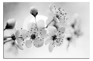 Obraz na plátně - Malé květy na větvi 1173QA (90x60 cm )