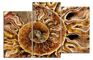 Obraz na plátně - Textura fosílie 1174D (150x100 cm)
