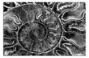 Obraz na plátně - Textura fosílie 1174QA (90x60 cm )