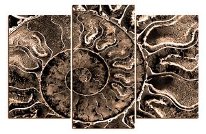 Obraz na plátně - Textura fosílie 1174FC (120x80 cm)