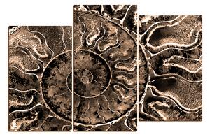 Obraz na plátně - Textura fosílie 1174FD (105x70 cm)
