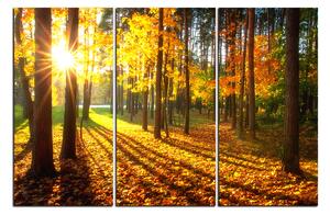 Obraz na plátně - Podzimní les 1176B (90x60 cm )