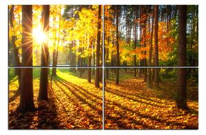 Obraz na plátně - Podzimní les 1176E (90x60 cm)