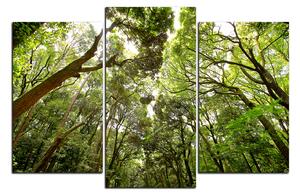 Obraz na plátně - Zelené stromy v lese 1194C (120x80 cm)