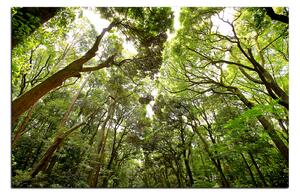 Obraz na plátně - Zelené stromy v lese 1194A (100x70 cm)