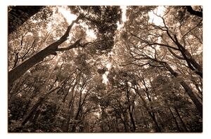 Obraz na plátně - Zelené stromy v lese 1194FA (90x60 cm )
