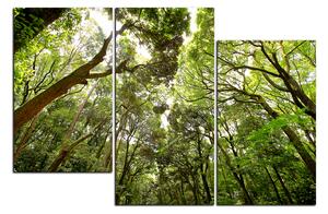 Obraz na plátně - Zelené stromy v lese 1194D (90x60 cm)