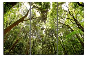 Obraz na plátně - Zelené stromy v lese 1194B (150x100 cm)
