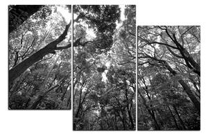 Obraz na plátně - Zelené stromy v lese 1194QD (150x100 cm)