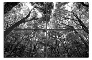 Obraz na plátně - Zelené stromy v lese 1194QE (150x100 cm)