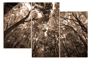 Obraz na plátně - Zelené stromy v lese 1194FD (90x60 cm)