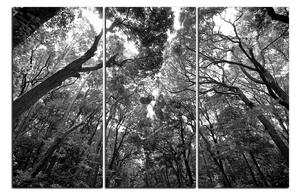 Obraz na plátně - Zelené stromy v lese 1194QB (90x60 cm )