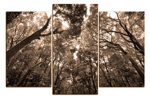 Obraz na plátně - Zelené stromy v lese 1194FC (150x100 cm)