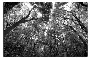 Obraz na plátně - Zelené stromy v lese 1194QA (100x70 cm)