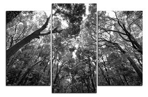 Obraz na plátně - Zelené stromy v lese 1194QC (150x100 cm)