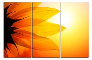 Obraz na plátně - Slunečnice květ 1201B (90x60 cm )