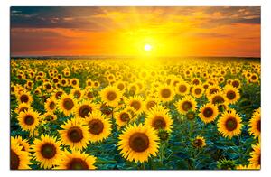 Obraz na plátně - Slunečnicová pole při západu slunce 1199A (90x60 cm )