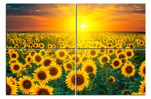 Obraz na plátně - Slunečnicová pole při západu slunce 1199E (90x60 cm)
