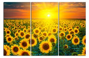 Obraz na plátně - Slunečnicová pole při západu slunce 1199B (150x100 cm)