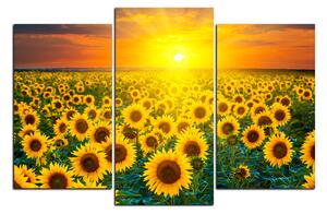 Obraz na plátně - Slunečnicová pole při západu slunce 1199C (90x60 cm)