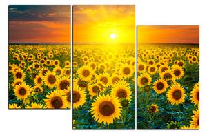 Obraz na plátně - Slunečnicová pole při západu slunce 1199D (120x80 cm)