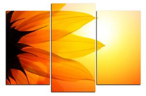 Obraz na plátně - Slunečnice květ 1201C (105x70 cm)