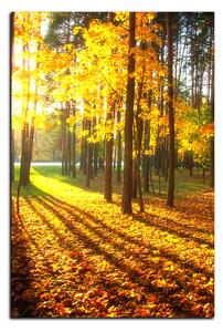 Obraz na plátně - Podzimní les - obdélník 7176A (90x60 cm )