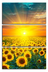 Obraz na plátně - Slunečnicová pole při západu slunce - obdélník 7199B (90x60 cm )