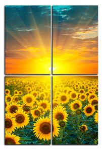 Obraz na plátně - Slunečnicová pole při západu slunce - obdélník 7199D (90x60 cm)