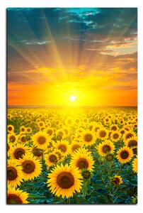 Obraz na plátně - Slunečnicová pole při západu slunce - obdélník 7199A (90x60 cm )