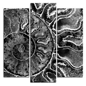 Obraz na plátně - Textura fosílie - čtverec 3174QC (75x75 cm)