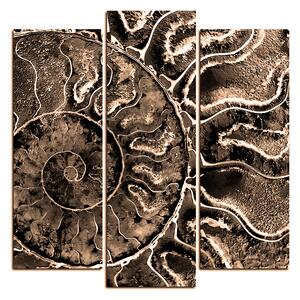 Obraz na plátně - Textura fosílie - čtverec 3174FC (75x75 cm)
