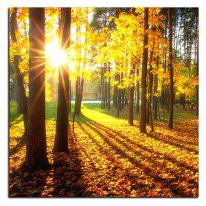 Obraz na plátně - Podzimní les - čtverec 3176A (50x50 cm)