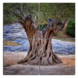 Obraz na plátně - Starý olivovník - čtverec 3181E (60x60 cm)