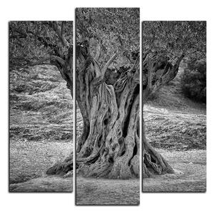 Obraz na plátně - Starý olivovník - čtverec 3181QC (75x75 cm)