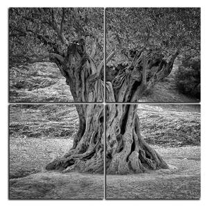 Obraz na plátně - Starý olivovník - čtverec 3181QE (60x60 cm)