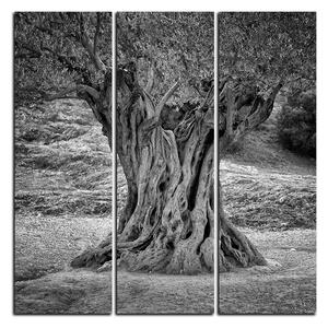 Obraz na plátně - Starý olivovník - čtverec 3181QB (75x75 cm)