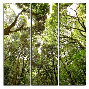 Obraz na plátně - Zelené stromy v lese - čtverec 3194B (75x75 cm)