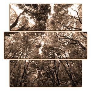 Obraz na plátně - Zelené stromy v lese - čtverec 3194FD (75x75 cm)