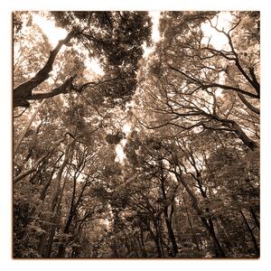 Obraz na plátně - Zelené stromy v lese - čtverec 3194FA (50x50 cm)