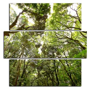 Obraz na plátně - Zelené stromy v lese - čtverec 3194D (75x75 cm)