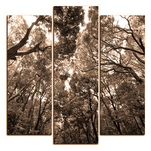Obraz na plátně - Zelené stromy v lese - čtverec 3194FC (75x75 cm)