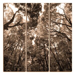 Obraz na plátně - Zelené stromy v lese - čtverec 3194FB (75x75 cm)