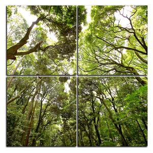 Obraz na plátně - Zelené stromy v lese - čtverec 3194E (60x60 cm)