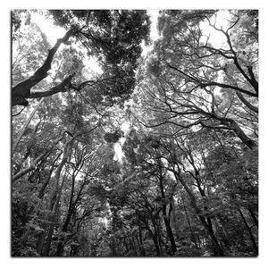 Obraz na plátně - Zelené stromy v lese - čtverec 3194QA (50x50 cm)